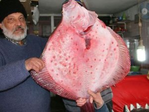 Karadeniz'de kalkan balığı bereketi yaşanıyor