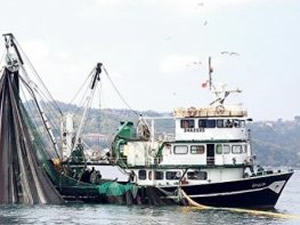 Balık avı sezonunun sürprizi uskumru oldu