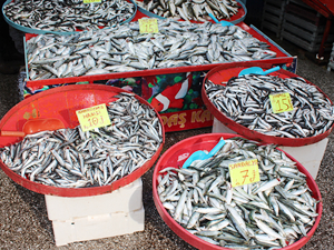 Çanakkale'de sardalya 5 TL’den alıcı buldu