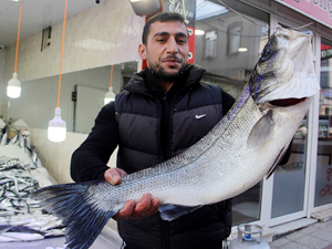 Sinop'ta balıkçıların ağına 7 kilogramlık levrek takıldı