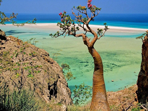 Sokotra Adası, BAE'nin işgal planları altında