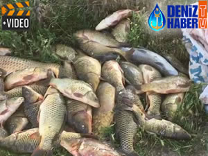 Adıyaman'da kaçak avlanan 250 kilo balık ele geçirildi
