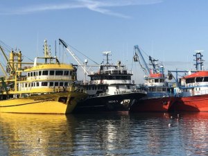 Akçakocalı balıkçıların yüzü 50 ton hamsiyle güldü