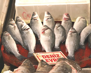 Mersin’de denizden balık çıkma oranı düştü