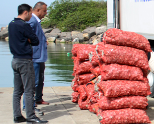 Akçakocalı balıkçılar, salyangoz avcılığına yöneldi