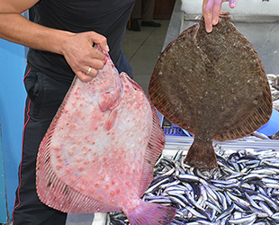 Balıkçıların yüzü kalkan balıklarıyla güldü