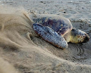 Caretta yuvalarında ‘pandemi’ rekoru kırıldı