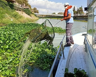 Asi Nehri'nde su sümbülleriyle mücadele sürüyor