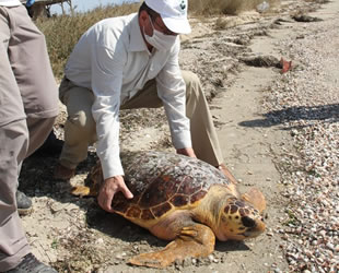 İzmir Körfezi'nde bulunan caretta ceratta, DEKAMER'e gönderildi