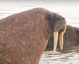 Yamal’da deniz aygırlarının yaşadığı büyük bir alan bulundu