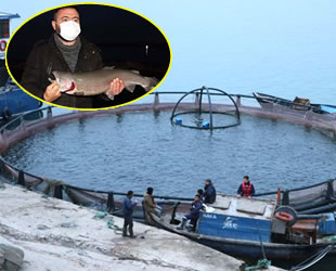 Fırat Nehri’nde üretilen somon balıkları, dünyaya ihraç ediliyor