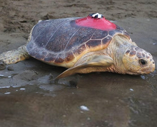 Tuba isimli caretta caretta, Bari'ye ulaştı