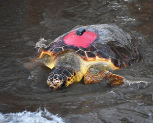 Koronavirüs sessizliği caretta carettalara yaradı