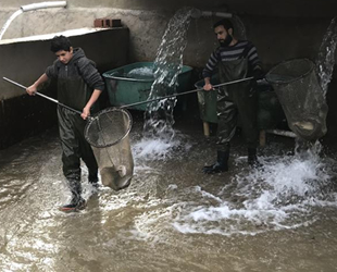 Alabalık üretimi için sağım işlemi başladı