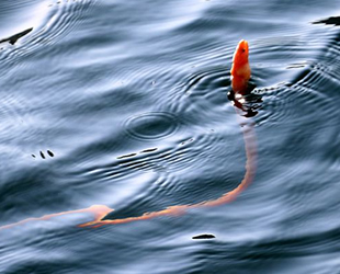 Çanakkale Boğazı'nda 'yılan kurdu balığı' görüntülendi