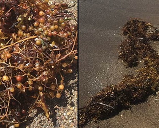 İzmir'de görülen deniz yosunları endişe yaratıyor