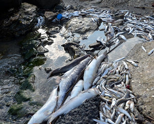 Küçükçekmece sahilinde kıyıya vuran ölü balıklar endişe yarattı