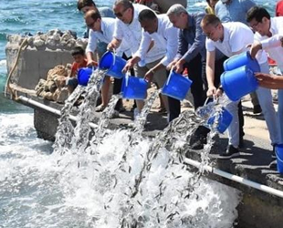 Güllük Körfezi’ne 30 bin levrek balığı yavrusu bırakıldı