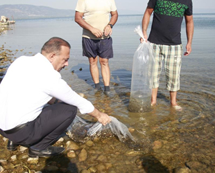 Bursa’da göl ve göletlere 1 milyon 756 bin adet balık bırakıldı