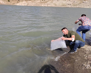 Göl ve barajlara 100 bin adet yavru balık bırakıldı