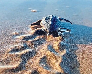 Caretta carettaların neslinin tükenmesiyle ilgili tehlike sürüyor