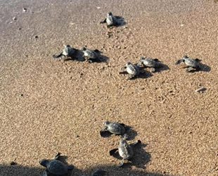 Antalya'da Kasım ayında yavru caretta sürprizi yaşandı