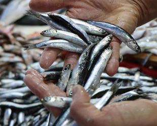 Karadeniz’deki hamsi bolluğu fiyatlara yansımıyor