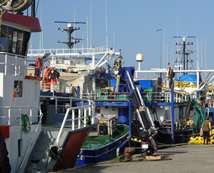 Hamsi peşindeki balıkçı tekneleri, Karadeniz’e akın etti