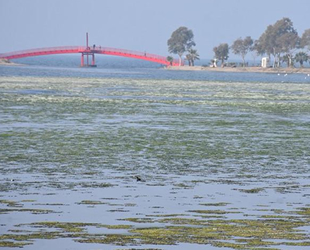 İzmir Çakalburnu Lagünü deniz maruluyla kaplandı