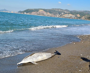 Karadeniz Ereğli sahilinde ölü yunus kıyıya vurdu