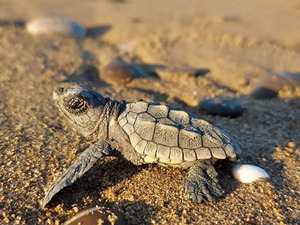 Küresel ısınma, caretta carettaların erkek soyunu tehdit ediyor