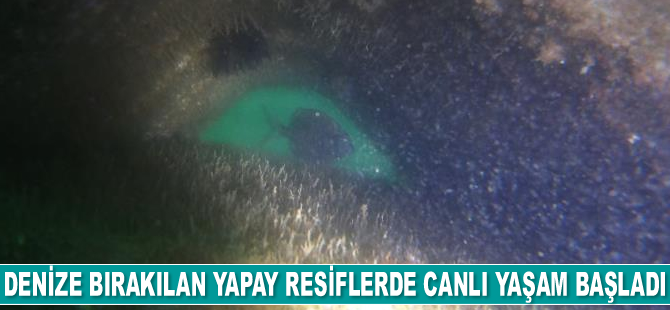 Mersin'de denize bırakılan yapay resiflerde canlı yaşam başladı