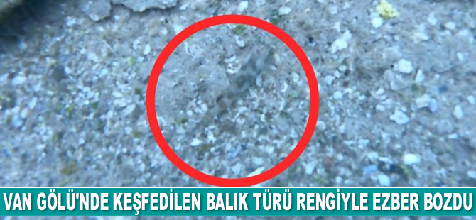 Van Gölü’nde keşfedilen yeni balık türü rengiyle ezber bozdu