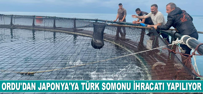 Ordu'dan Japonya’ya Türk somonu ihracatı yapılıyor