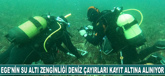 Ege'nin su altı zenginliği deniz çayırları kayıt altına alınıyor