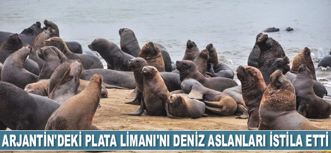 Arjantin'deki Mar del Plata Limanı’nı deniz aslanları istila etti