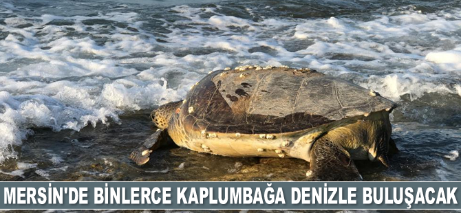 Mersin’de binlerce yavru kaplumbağa denizle buluşacak