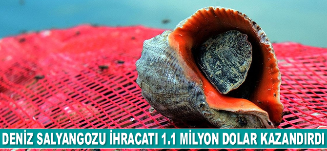 Deniz salyangozu ihracatı 1.1 milyon dolar kazandırdı