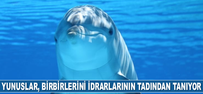 Yunusların birbirini idrarlarının tadından tanıdığı ortaya çıktı