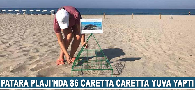 Patara Plajı'nda 86 caretta caretta yuva yaptı