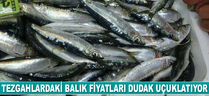 Tezgahlardaki balık fiyatları dudak uçuklatıyor