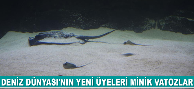 Keçiören’de Deniz Dünyası’nın yeni üyeleri minik vatozlar, ilgi odağı oldu