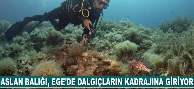 Aslan balığı, Ege'de fotoğraf tutkunu dalgıçların kadrajına giriyor