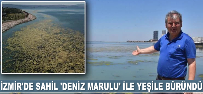 İzmir'de sahil 'deniz marulu' ile yeşile büründü