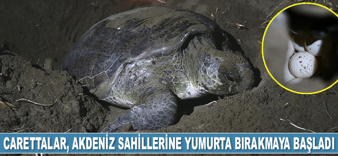 Carettalar, Doğu Akdeniz sahillerine yumurta bırakmaya başladı