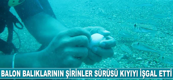 Antalya’da balon balıklarının ‘şirinler’ sürüsü kıyıyı işgal etti