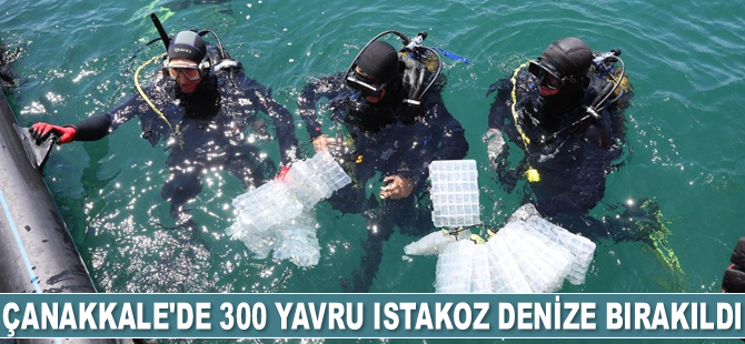 Çanakkale’de 300 yavru ıstakoz denize bırakıldı