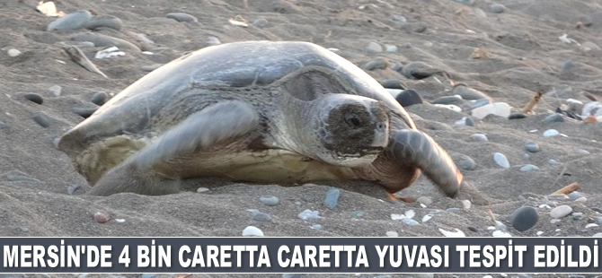 Mersin’de 4 bin caretta caretta yuvası tespit edildi