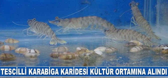 Tescilli Karabiga karidesi kültür ortamına alındı