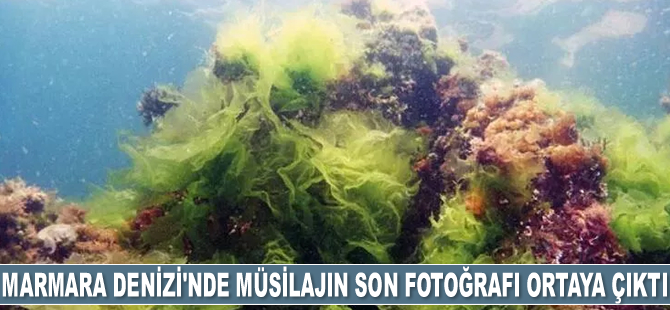 Marmara Denizi'nde müsilajın son fotoğrafı ortaya çıktı